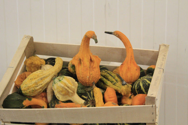 Visite exclusive du M.I.N des Arnavaux