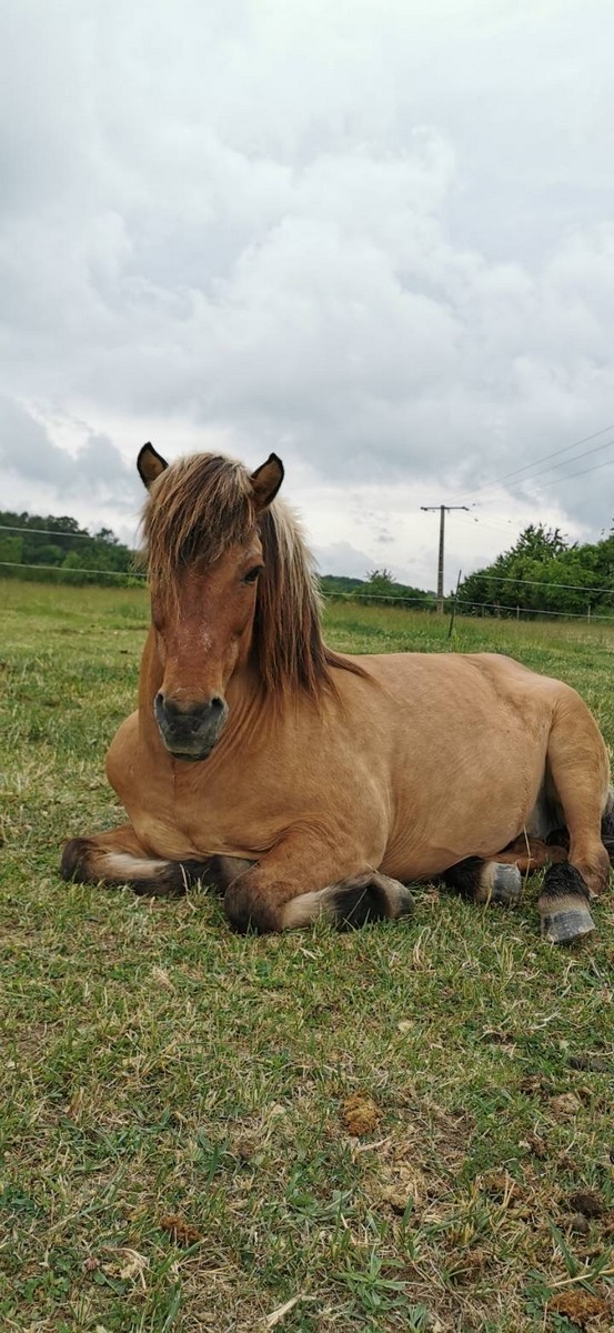 Centre équestre de Menois, Rouilly-Saint-Loup - photo 4