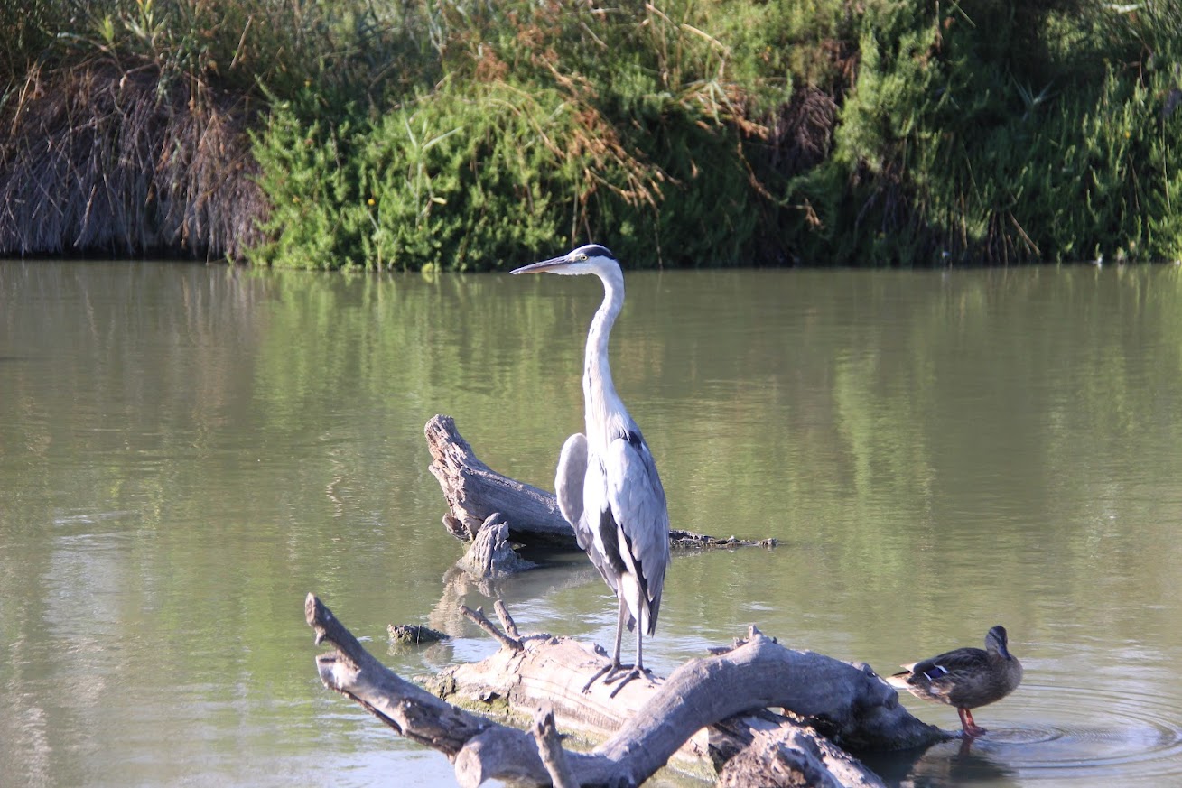 Marais de Beauchamp