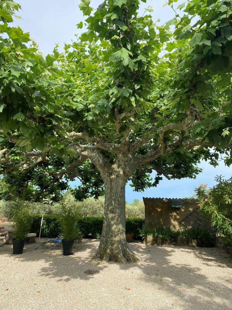 Les Oliviers, Saint-Rémy-de-Provence - photo 10