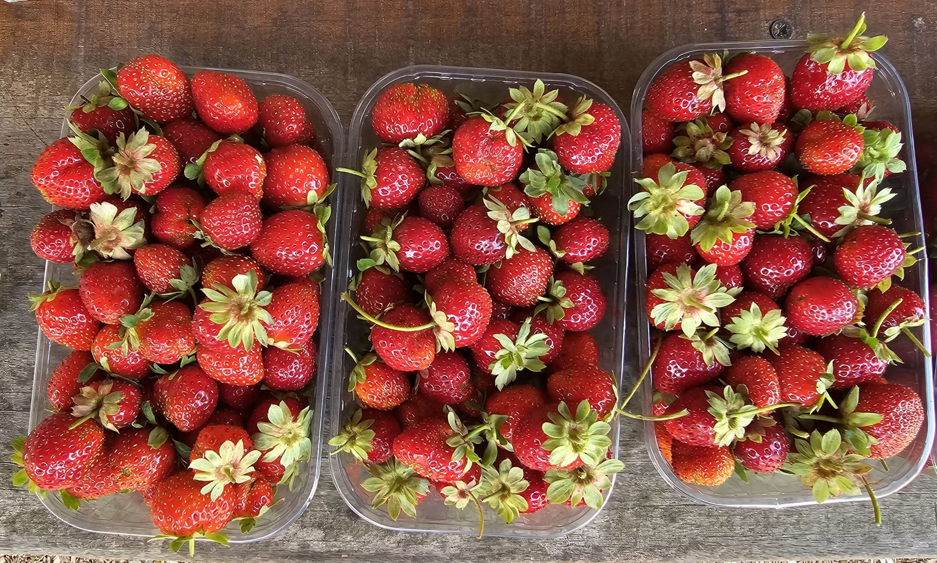 Aïoli Caganis - ferme agroécologique - photo 5