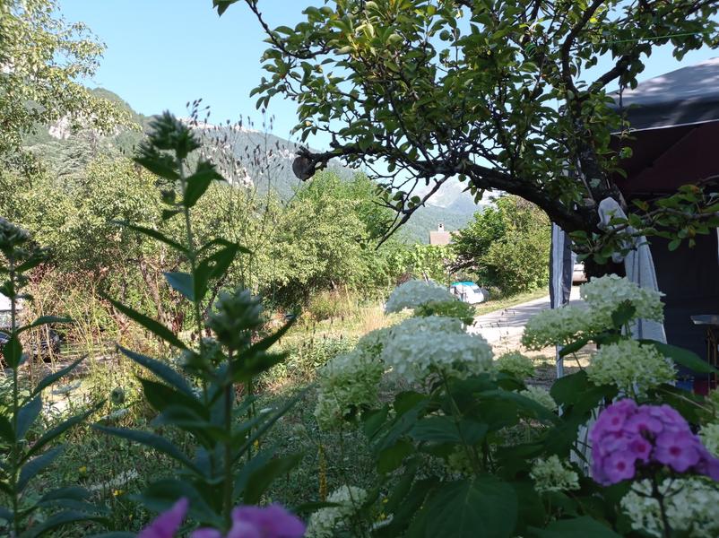 Planter la tente dans un joli verger fleuri