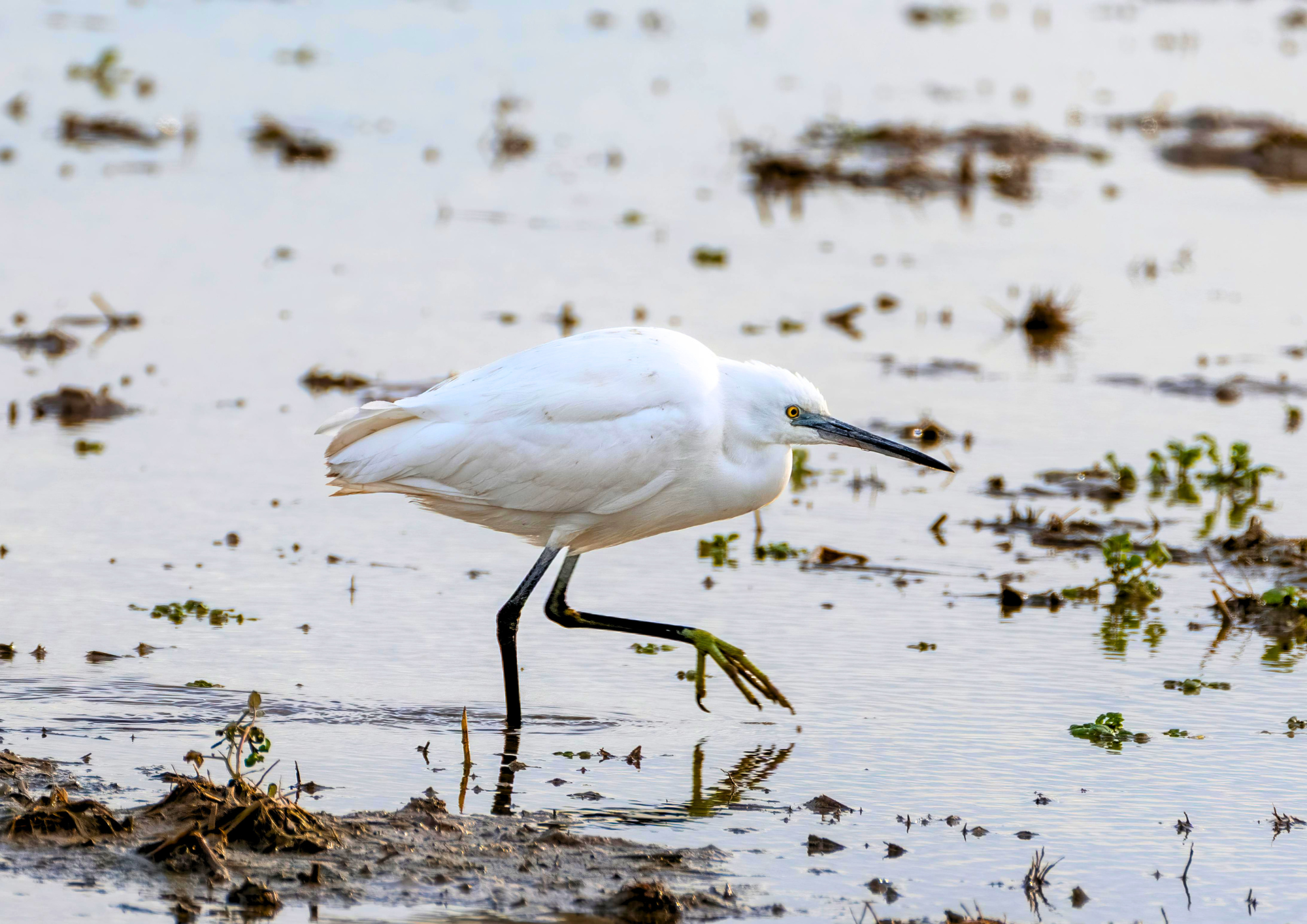 Workshop : “Herons” – Pont de Gau Bird Sanctuary