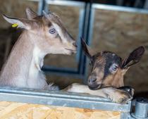 Atelier “friandises pour les chèvres”_La-Côte-Saint-Didier