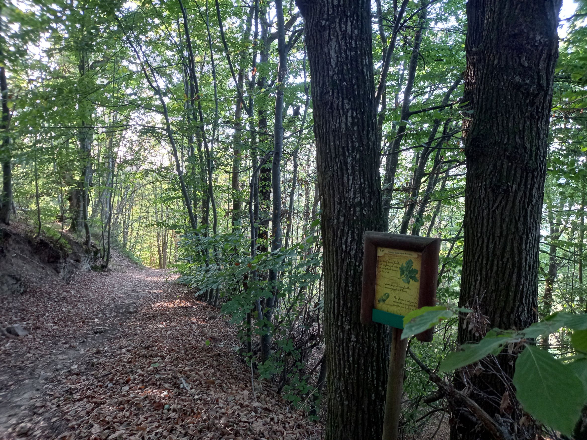 Forêt