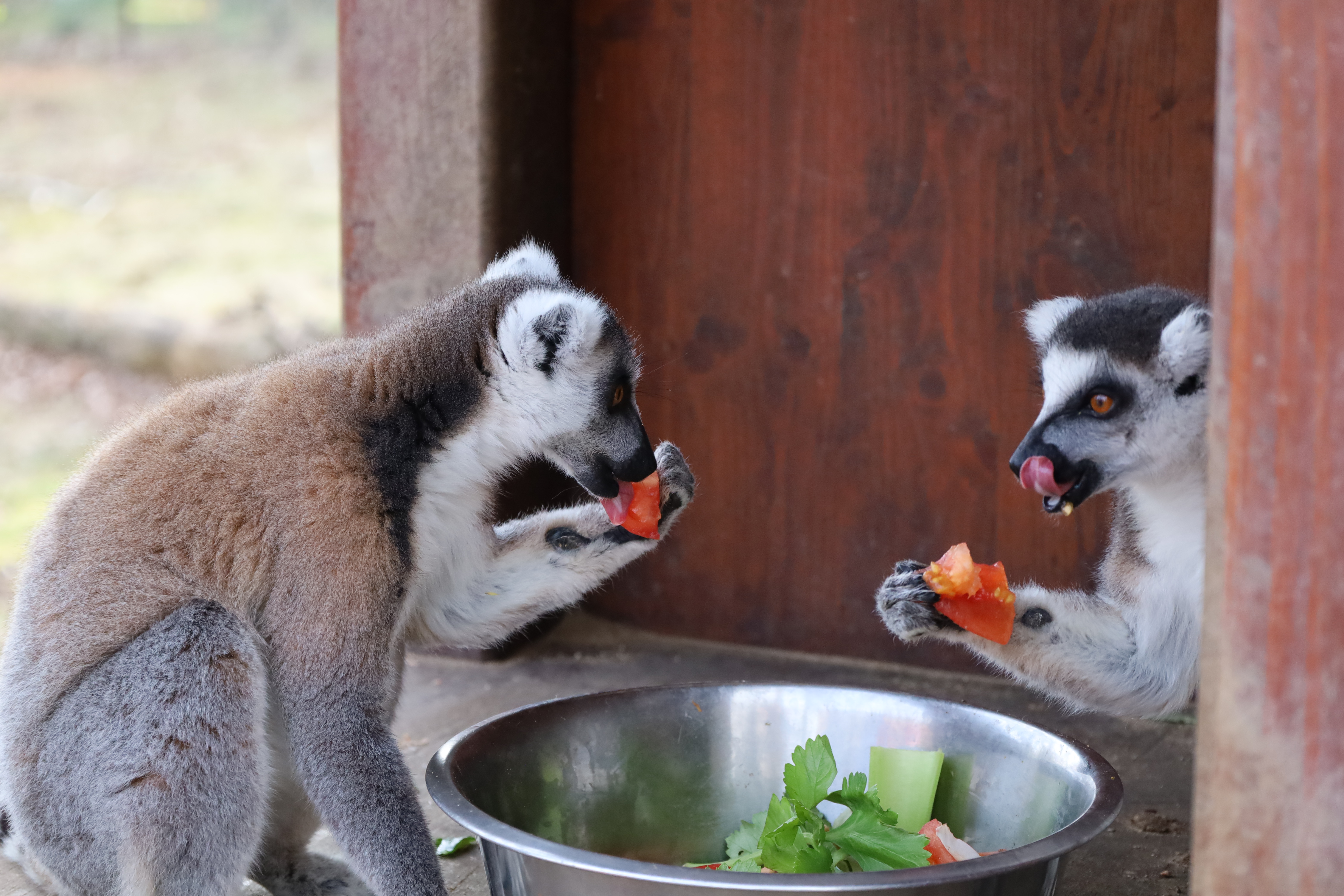 Séjour en lodges et visite du Safari de Peaugres_Eclassan