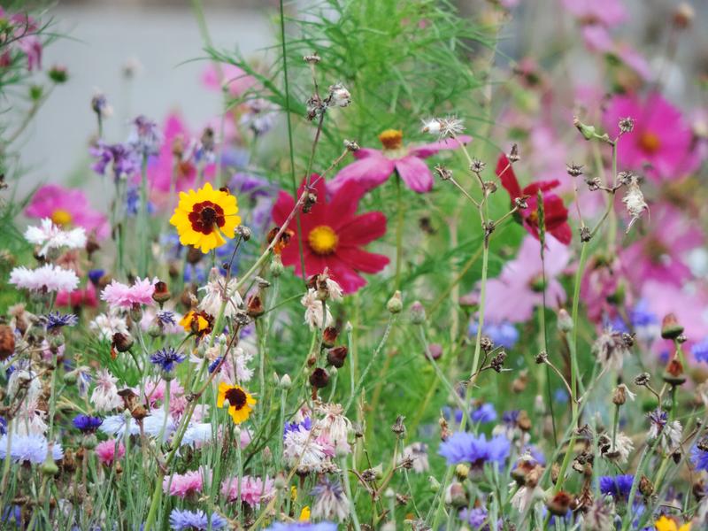 fleur LPO permaculture