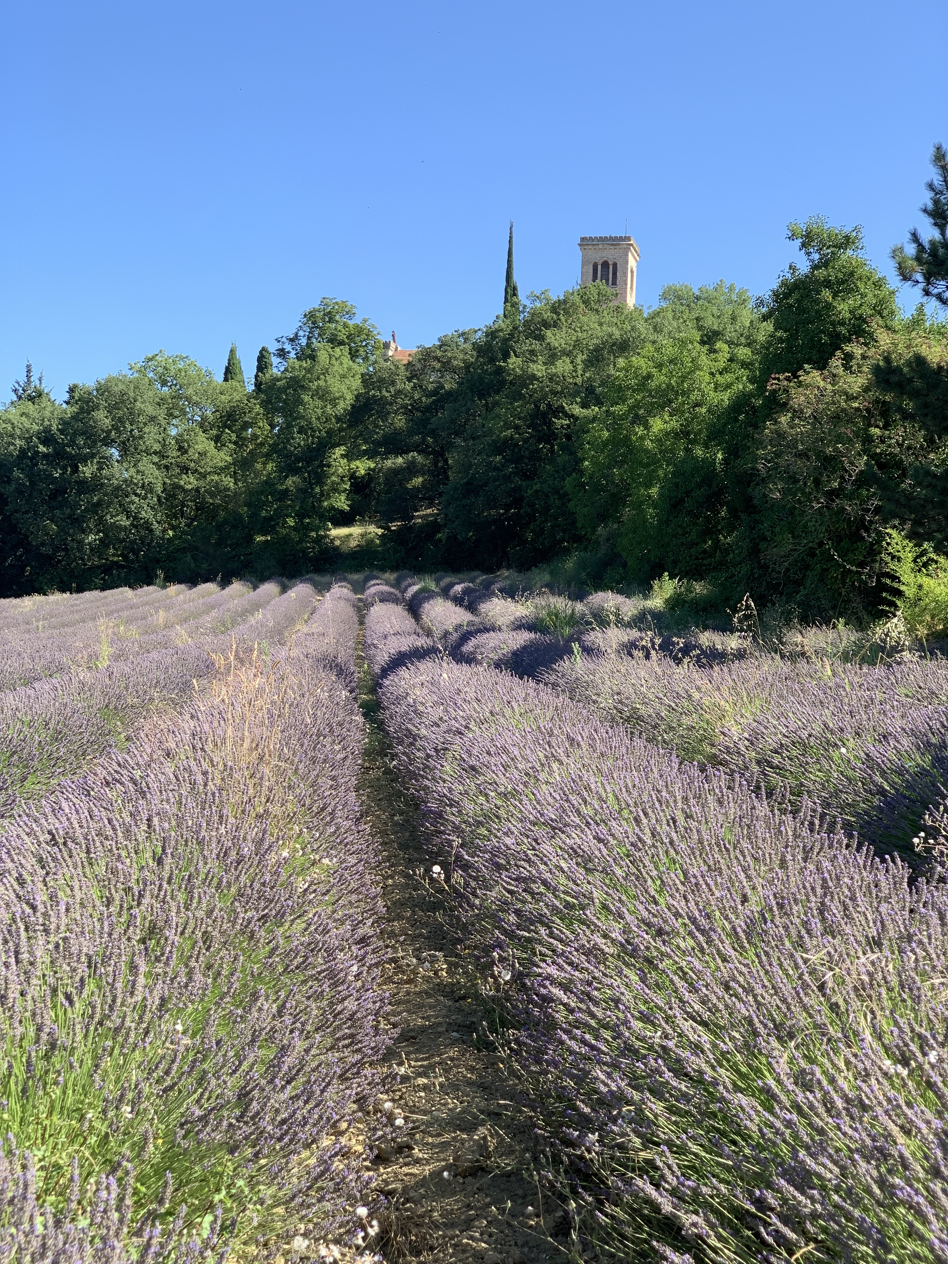 Visite guidée - Plantes sauvages en Drôme Provençale