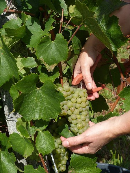 Domaine Antoine Véronique Cerdon