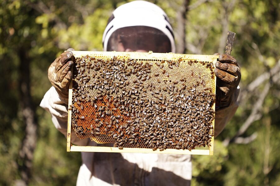 production de miel
