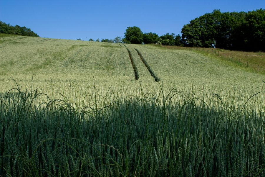 Sentier Bois de Cotance Pérouges