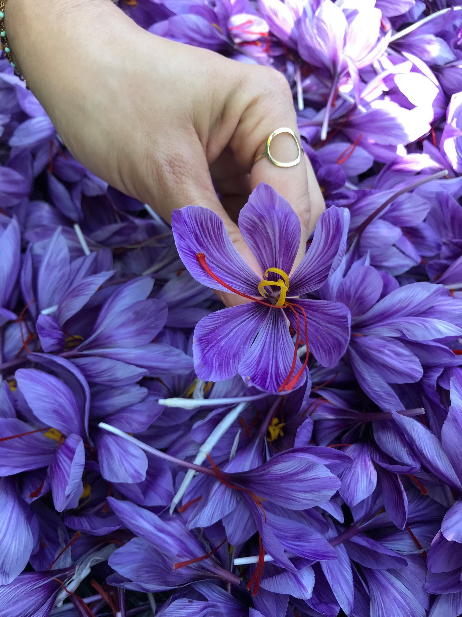 Chemin des Mules Safran - Morilles