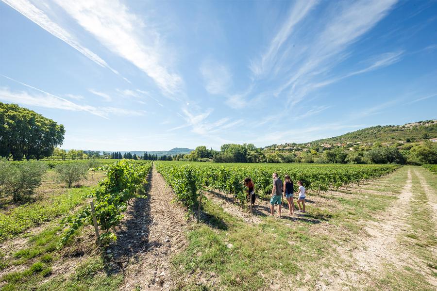 Sentier vigneron Pesquie