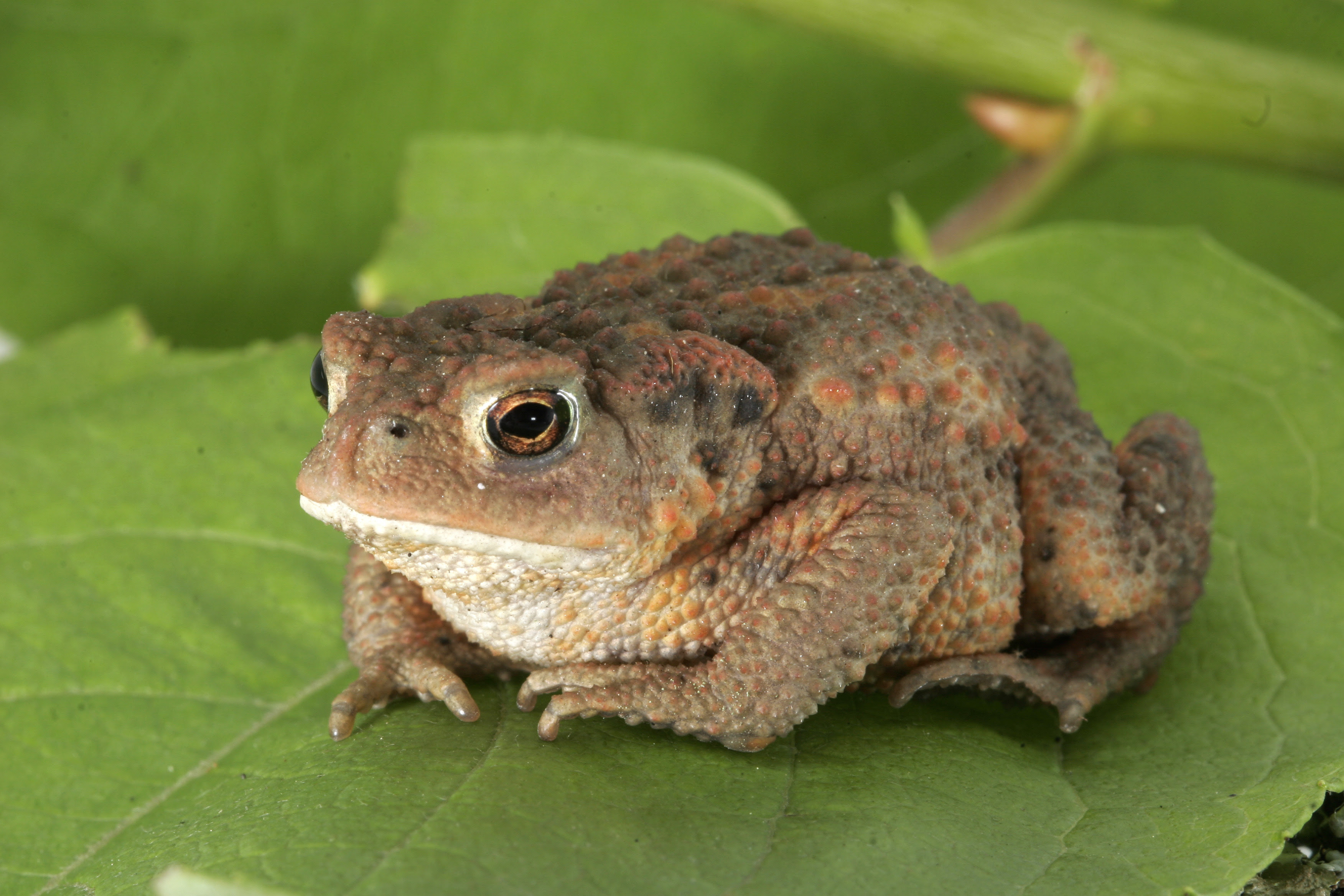 Fête de la nature : Contes et Légendes du Marais_Ceyzérieu