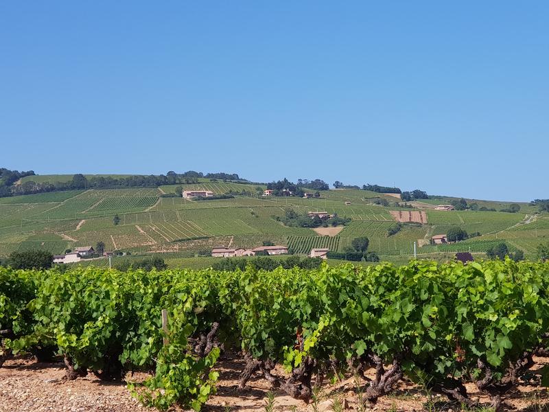VUE SUR LES VIGNES