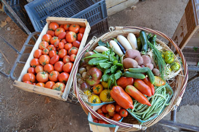 Ma Saison Légumes et fruits AB  France Provence-Alpes-Côte d'Azur Bouches-du-Rhône Salon-de-Provence 13300