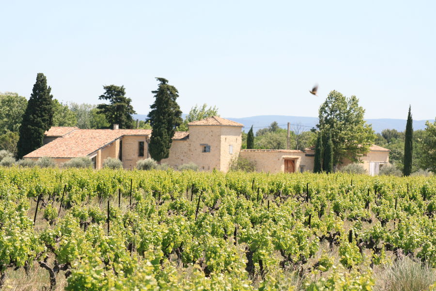 Accords mets & vins régionaux au Domaine de Mas Caron