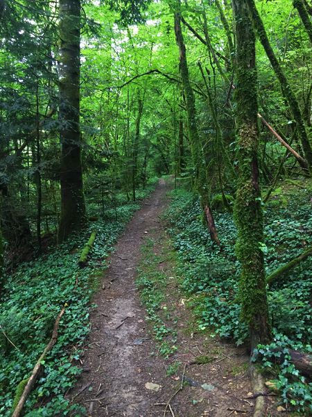 Circuit de randonnée pédestre : La vie du Loup