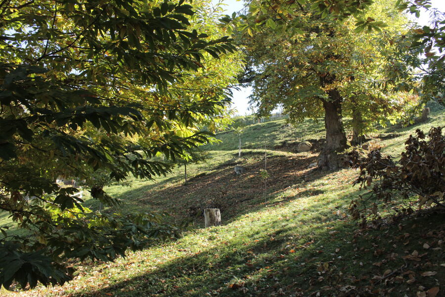 Saint-Gingolph chestnut grove