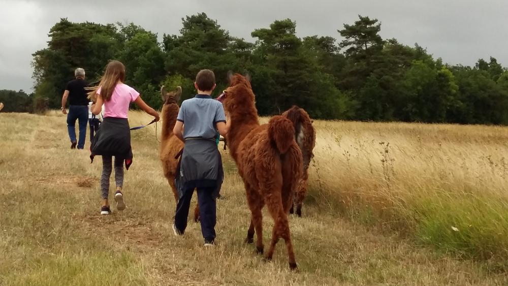 Abbéville-la-rivière - A walk with llamas