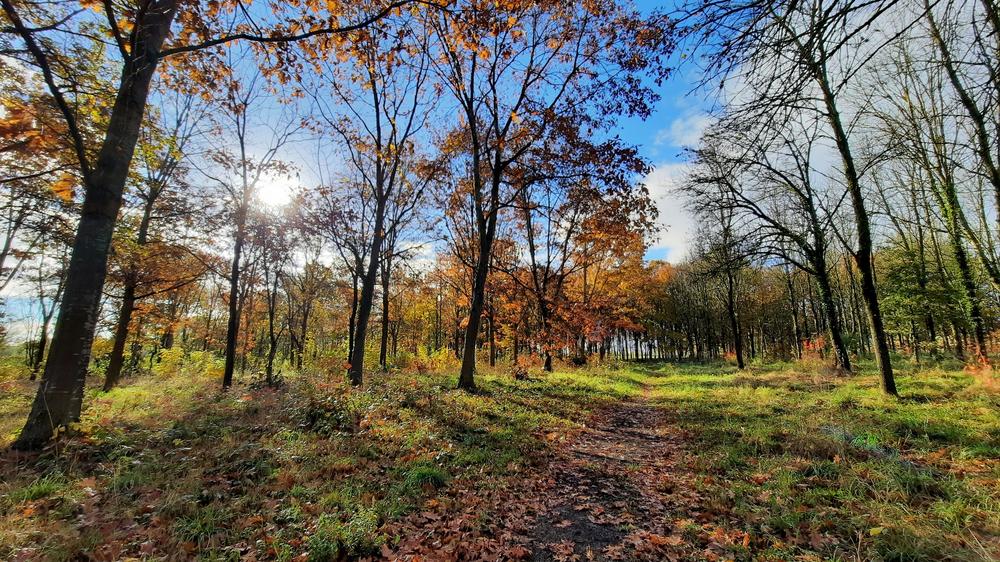 Arboretum de Chatillon-sur-Chalaronne