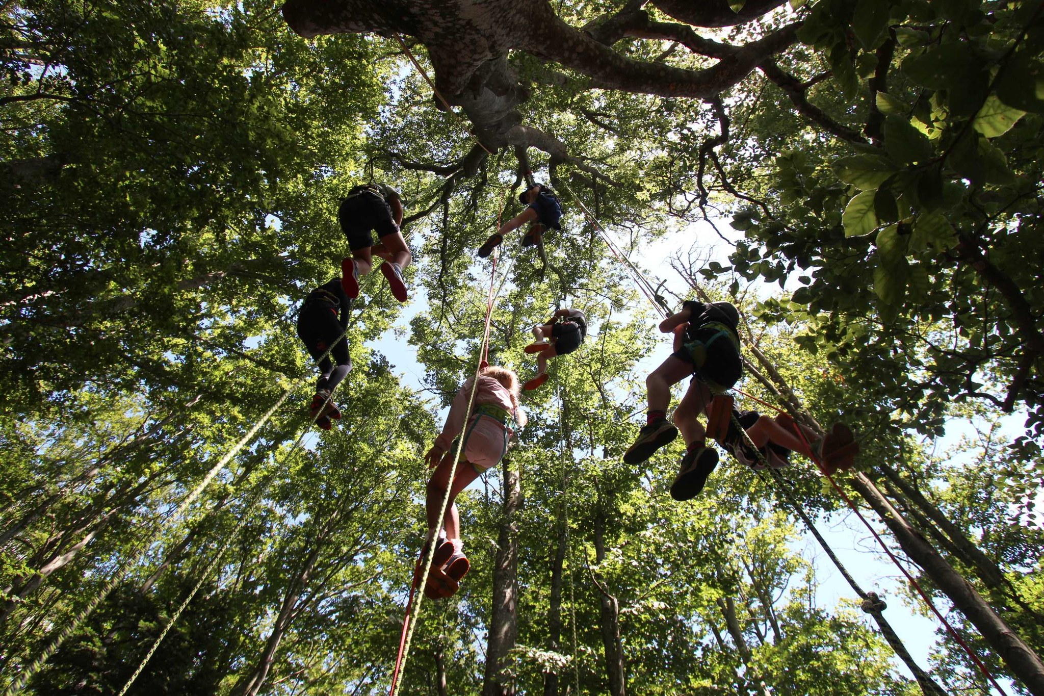 Printemps 2026 - Bougez dans le Pilat - Grimpe d'arbres (à partir de 10 ans) - Collet de Doizieux