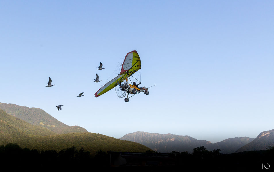 Vol unique avec oiseaux migrateurs