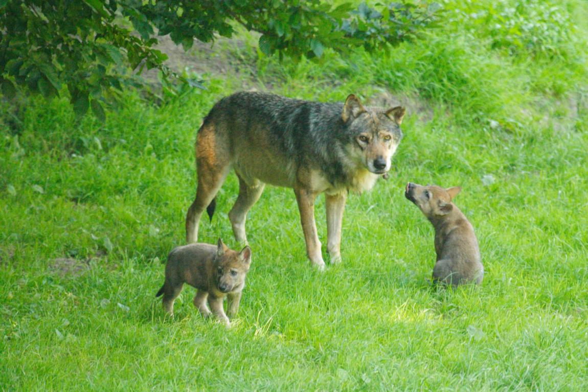 Repas des loups gris