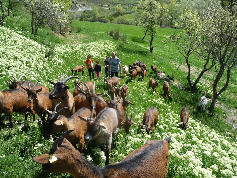 En balade avec le troupeau - © Gaec Les Jassines Visite de la ferme découverte Les Jassines - © Gaec Les Jassines