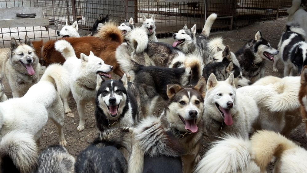 Visit oh the Nordic parc and it s sled dogs