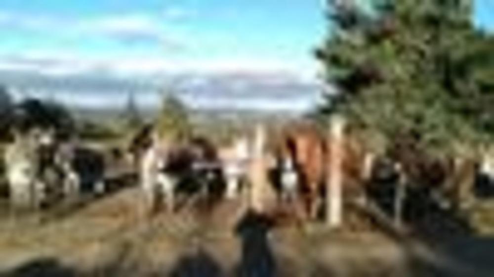 Le Mas des ânes_Le Plagnal