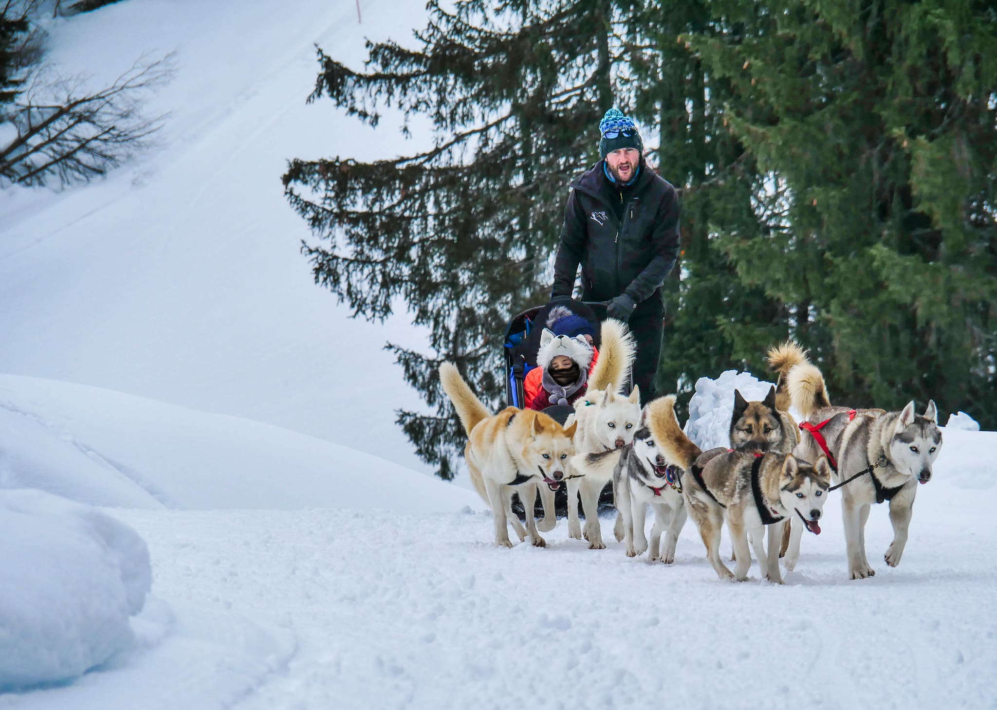 Sleigh pulled by several huskies