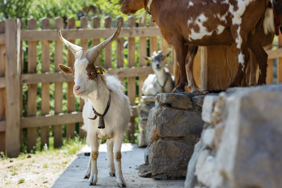 Ferme du Refuge de la Traye