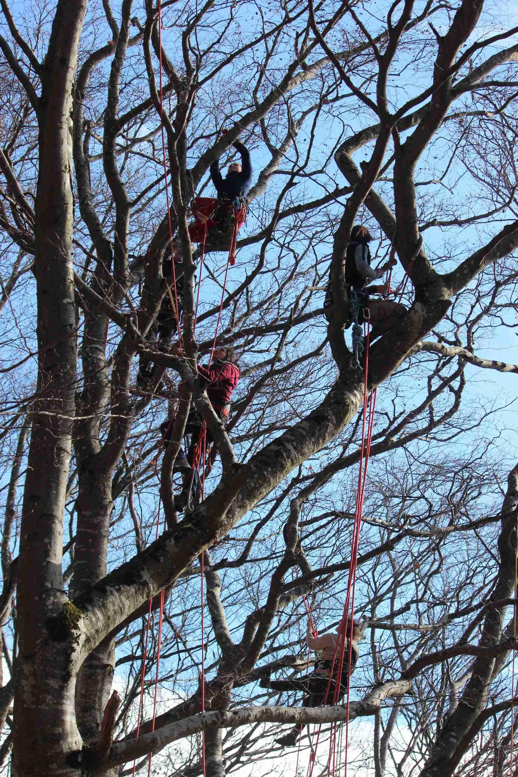 Accrobranche en terrain d'aventure - Grimpe d'arbres_Davézieux