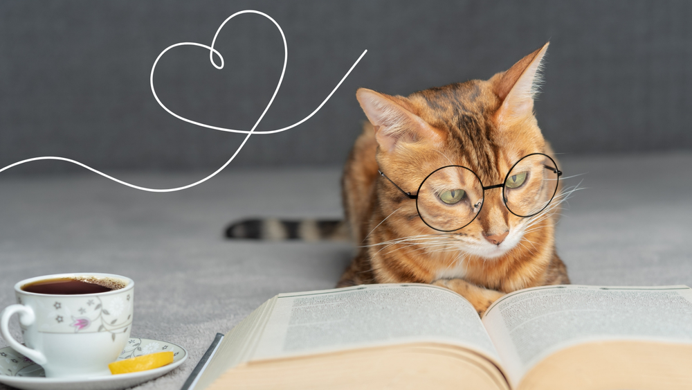 Les coups de cœur du Chat