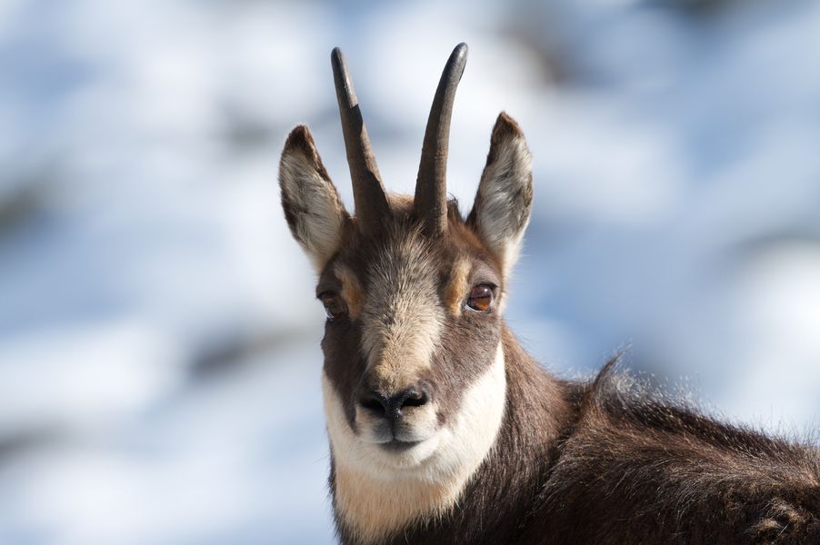 Chamois réserve naturelle Contamines - Credit photo Geoffrey Garcel