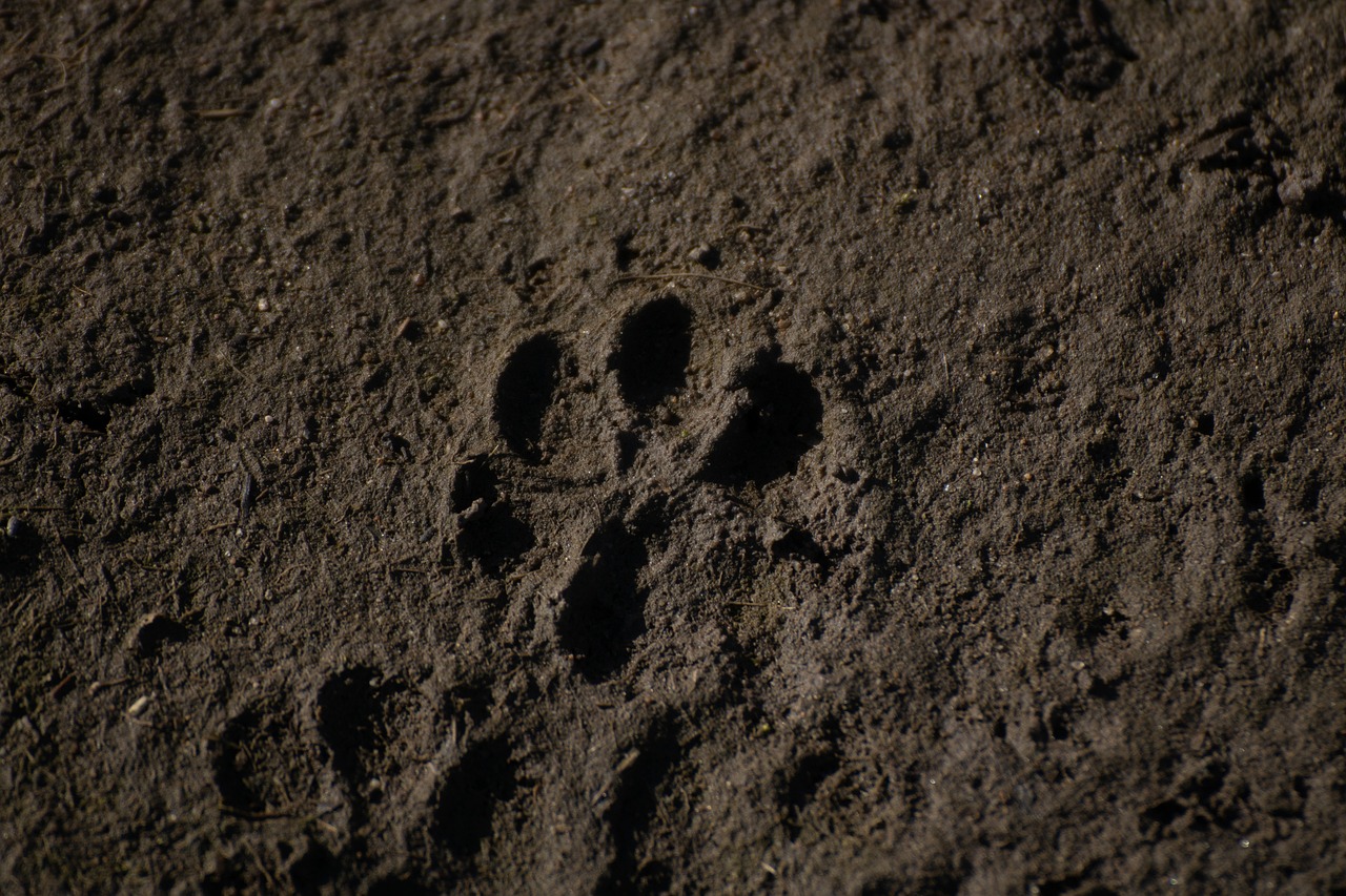 Découverte de la faune et des traces_Corbonod