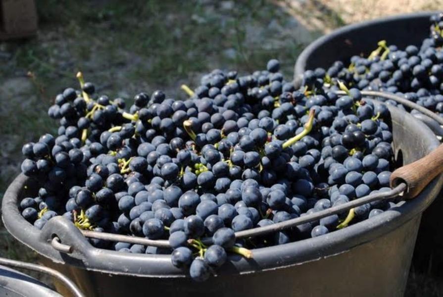 Domaine Ferme des Arnaud_Villedieu