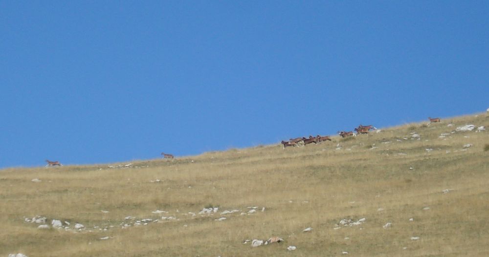Randonnée équestre : au pays des mouflons, la faune sauvage