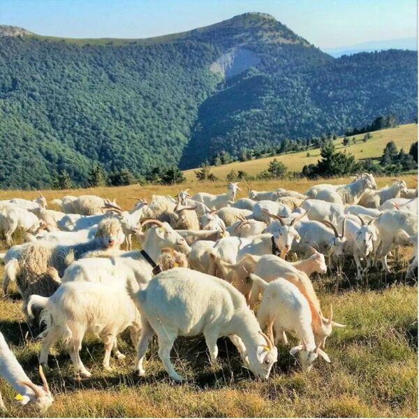 Elevage de chèvres - © La Ferme de la Montagne