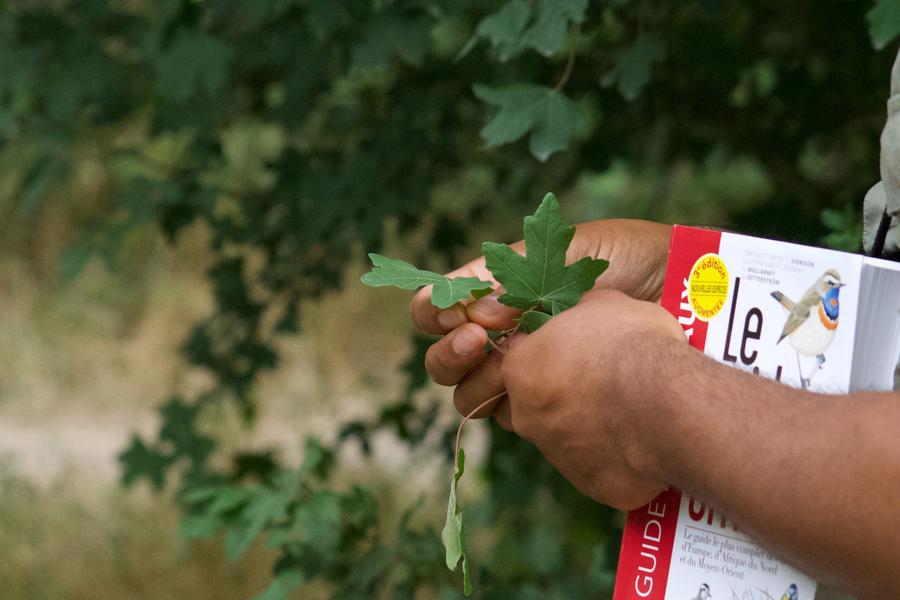 Inventaire naturaliste - Initiation aux sciences participatives 