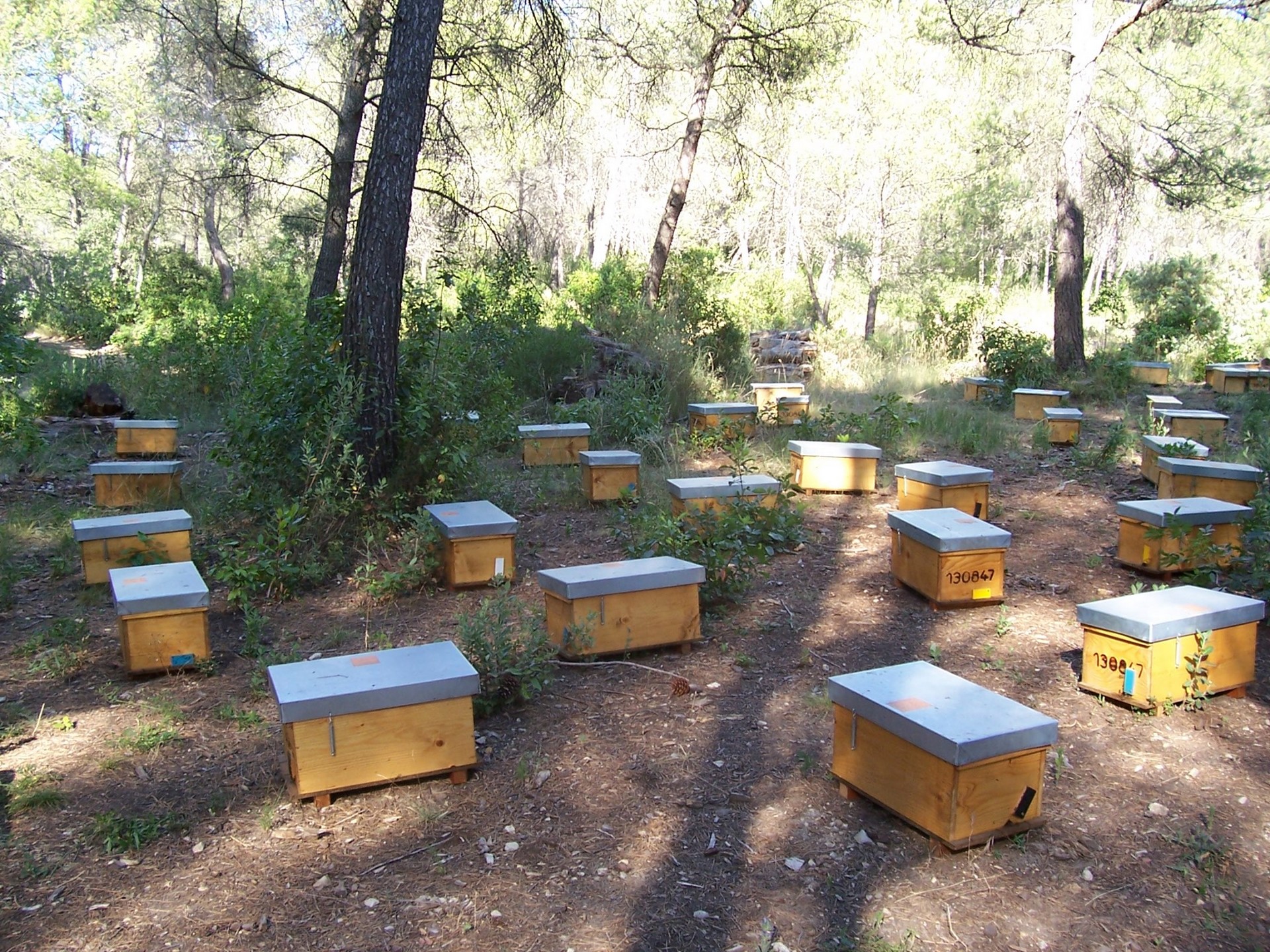GAEC Le Nectar des Alpilles — photo 3