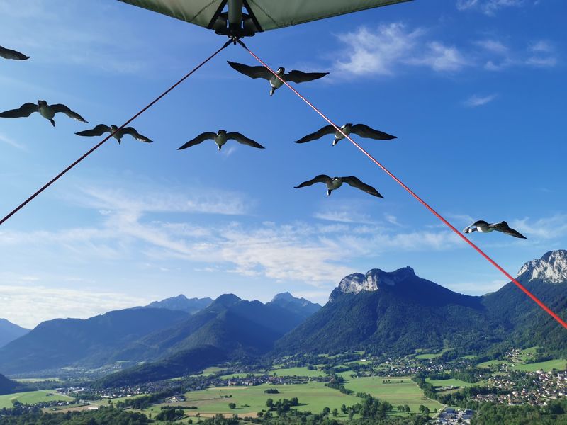 Vol unique avec oiseaux migrateurs