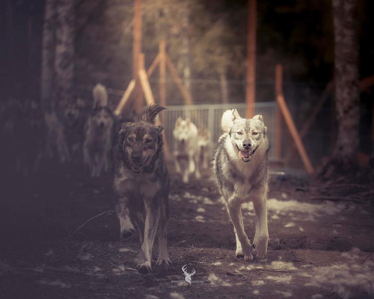 Chalet des Sibériens - Rencontre de la meute