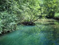 L'eau morte traverse la zone humide