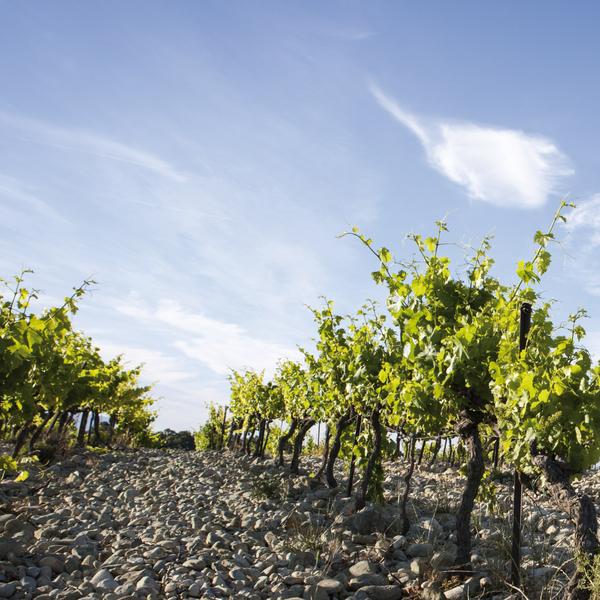 Vignobles la Florane et l’Echevin_Visan