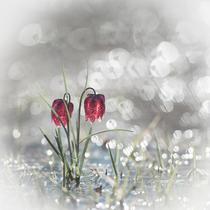 Exposition photo "fleurs d'ici et d’ailleurs"_Autrans-Méaudre en Vercors
