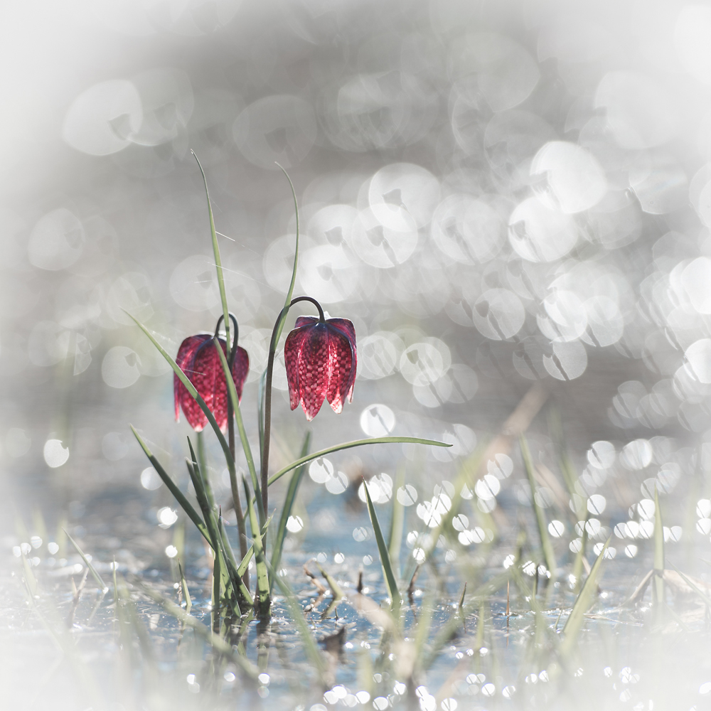 Exposition photo "fleurs d'ici et d’ailleurs"_Autrans-Méaudre en Vercors