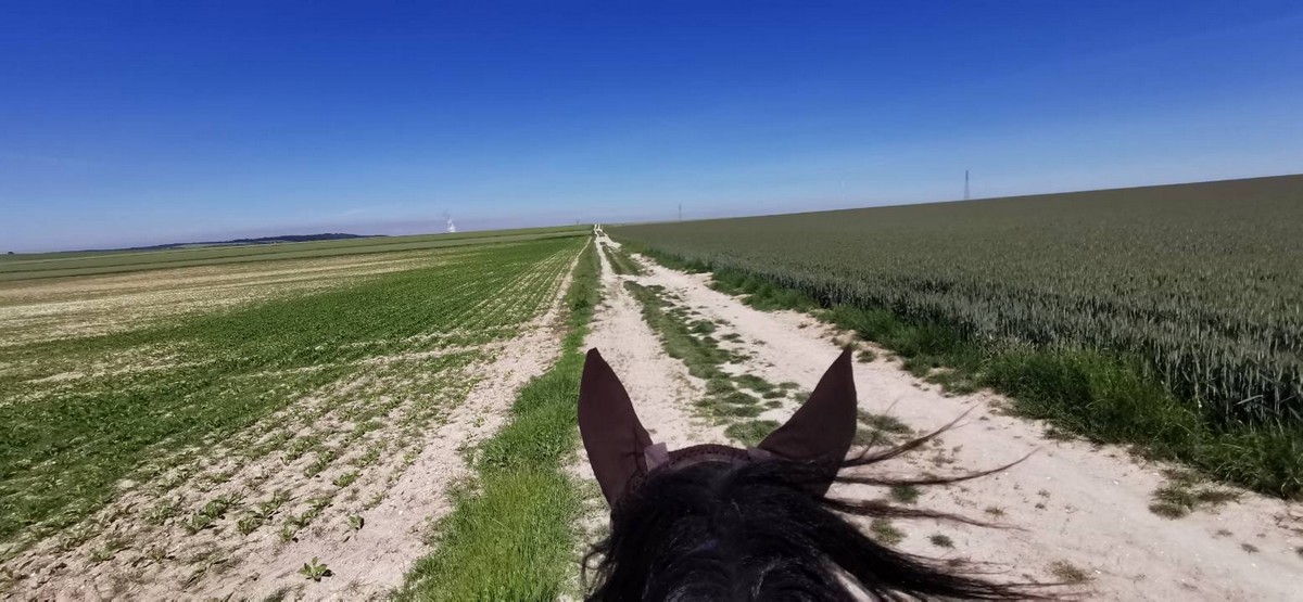 Centre équestre de Menois, Rouilly-Saint-Loup - photo 3