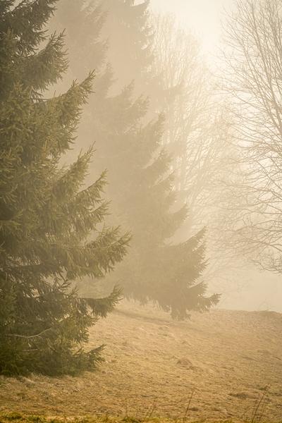 Lumières d'alpages : un printemps et un été à Combloux - Exposition de Caroline Gallien-Lavorel